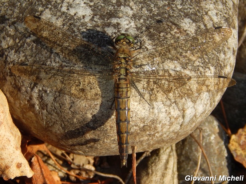 Libellula da ID: Orthetrum cancellatum